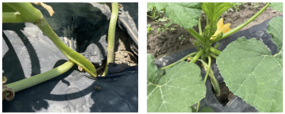 a close up the stems of two cucurbit plants that have splits near where the stem meets the soil.